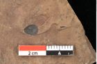 Foto (Detailsansicht) von Quercus palaeoilex Ettingshausen (NHMW-GEO-2024-0188-0971)